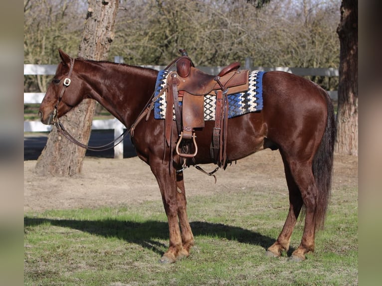 American Quarter Horse Gelding 9 years 15 hh Roan-Red in Waterford