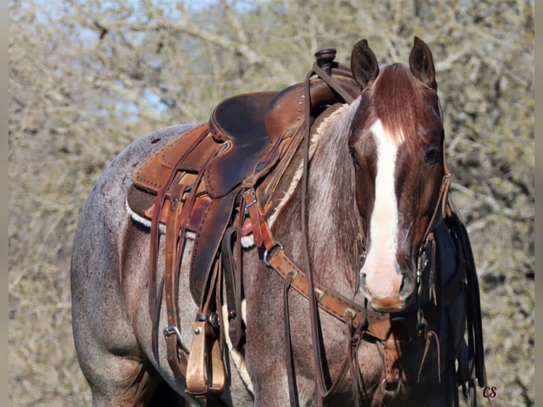 American Quarter Horse Gelding 9 years 15 hh Roan-Red in Jacksboro TX