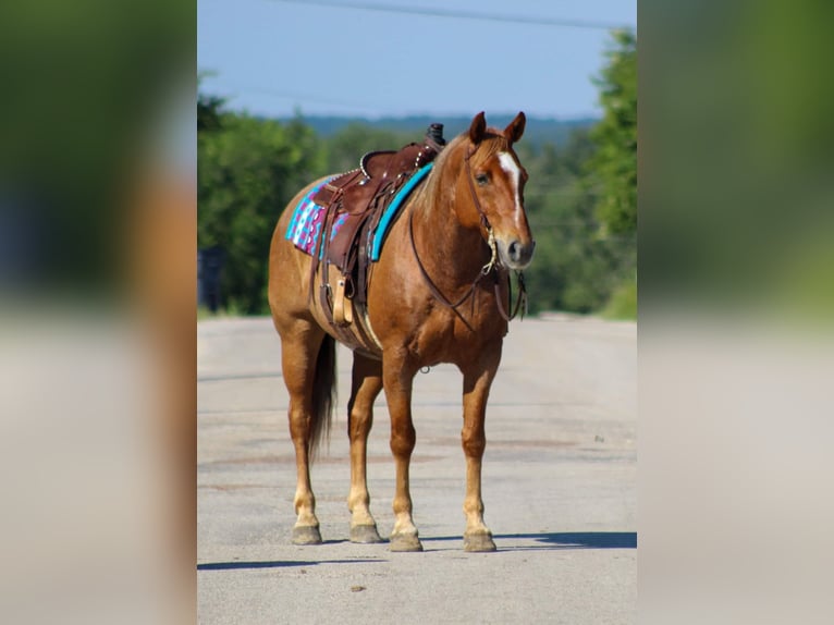 American Quarter Horse Gelding 9 years 15 hh Roan-Red in STEPHENVILLE, TX