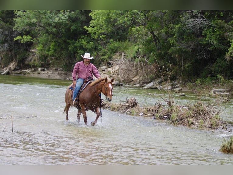 American Quarter Horse Gelding 9 years 15 hh Roan-Red in STEPHENVILLE, TX
