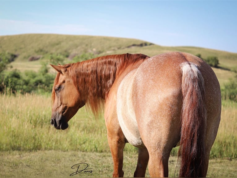 American Quarter Horse Gelding 9 years 15 hh Roan-Red in THedford NEbraska