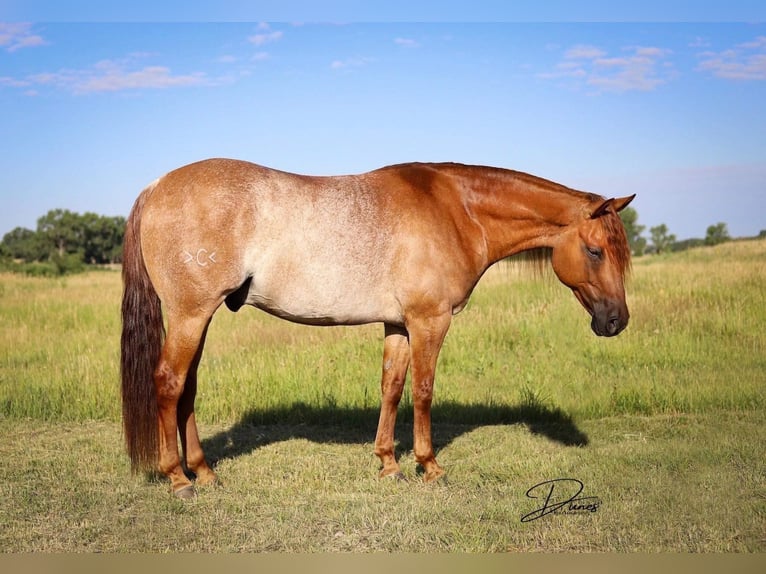 American Quarter Horse Gelding 9 years 15 hh Roan-Red in THedford NEbraska