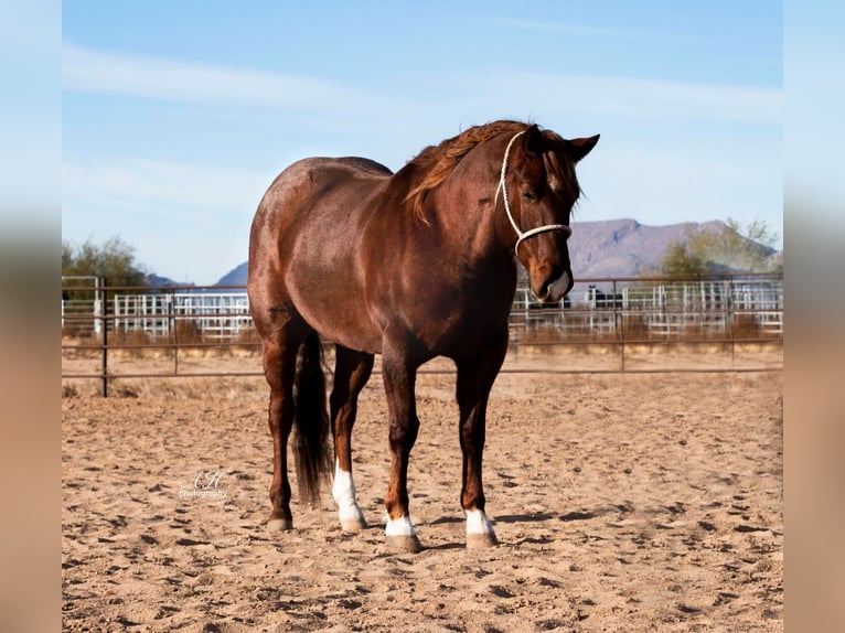 American Quarter Horse Gelding 9 years 15 hh Roan-Red in Wickenburg AZ