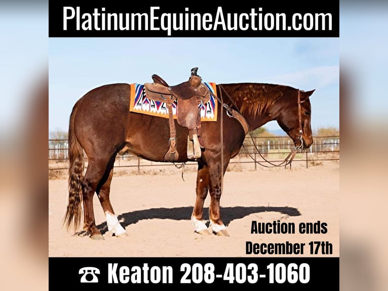 American Quarter Horse Gelding 9 years 15 hh Roan-Red in Wickenburg AZ