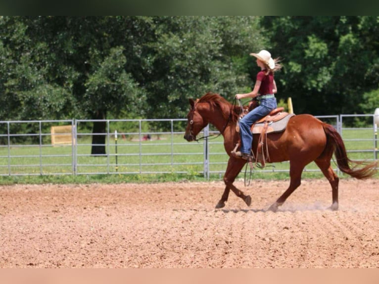 American Quarter Horse Gelding 9 years 15 hh Sorrel in Carthage