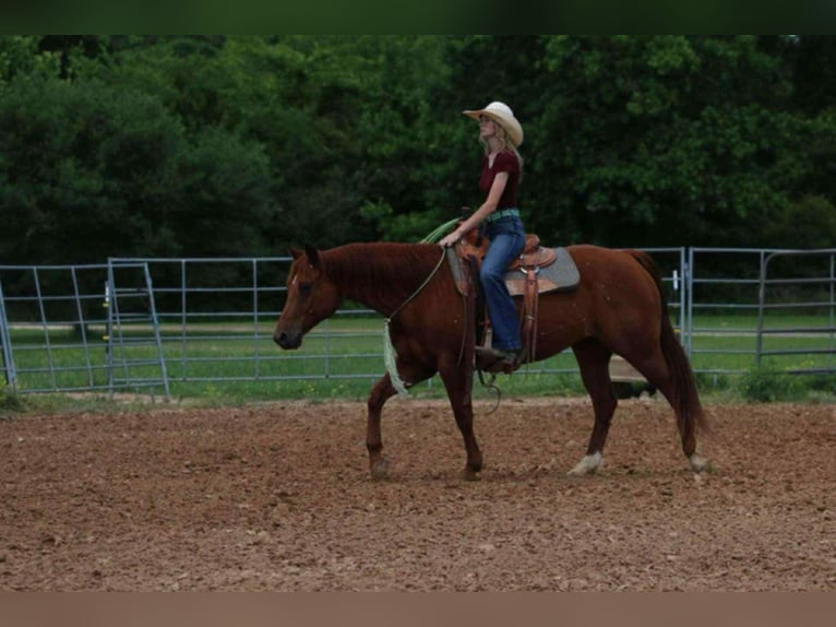 American Quarter Horse Gelding 9 years 15 hh Sorrel in Carthage