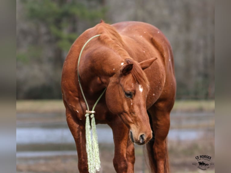 American Quarter Horse Gelding 9 years 15 hh Sorrel in Carthage