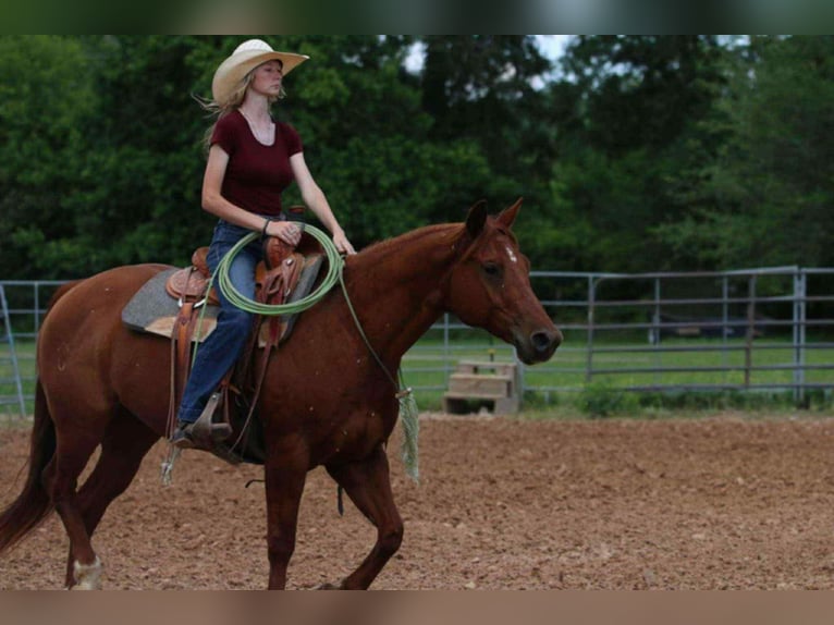 American Quarter Horse Gelding 9 years 15 hh Sorrel in Carthage