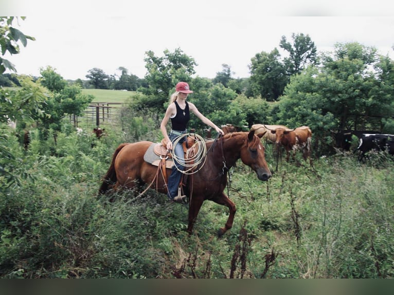 American Quarter Horse Gelding 9 years 15 hh Sorrel in Carthage