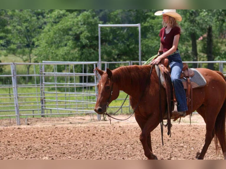 American Quarter Horse Gelding 9 years 15 hh Sorrel in Carthage