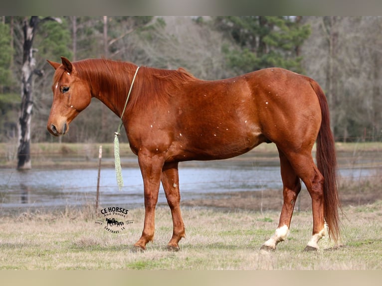 American Quarter Horse Gelding 9 years 15 hh Sorrel in Carthage