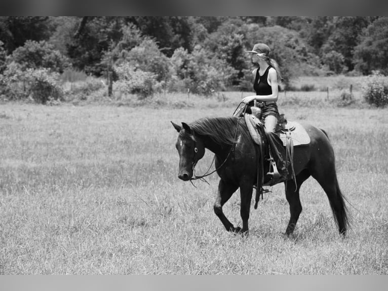 American Quarter Horse Gelding 9 years 15 hh Sorrel in Carthage