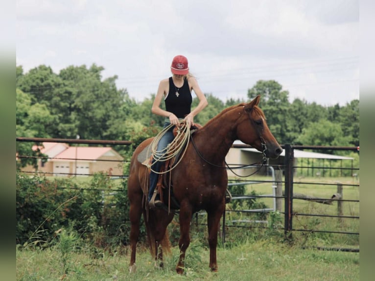 American Quarter Horse Gelding 9 years 15 hh Sorrel in Carthage