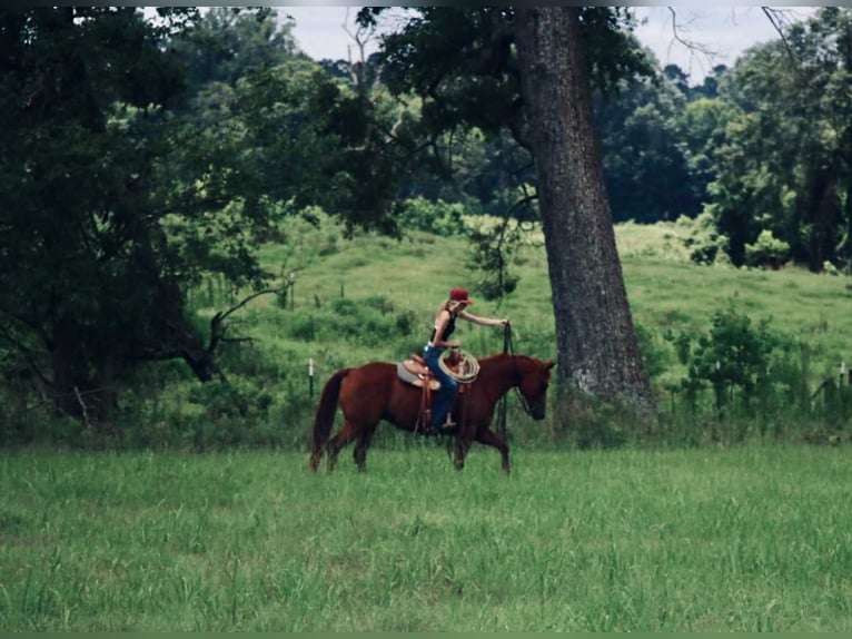 American Quarter Horse Gelding 9 years 15 hh Sorrel in Carthage