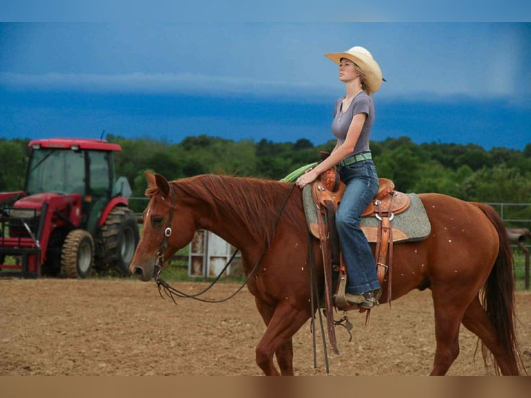 American Quarter Horse Gelding 9 years 15 hh Sorrel in Carthage