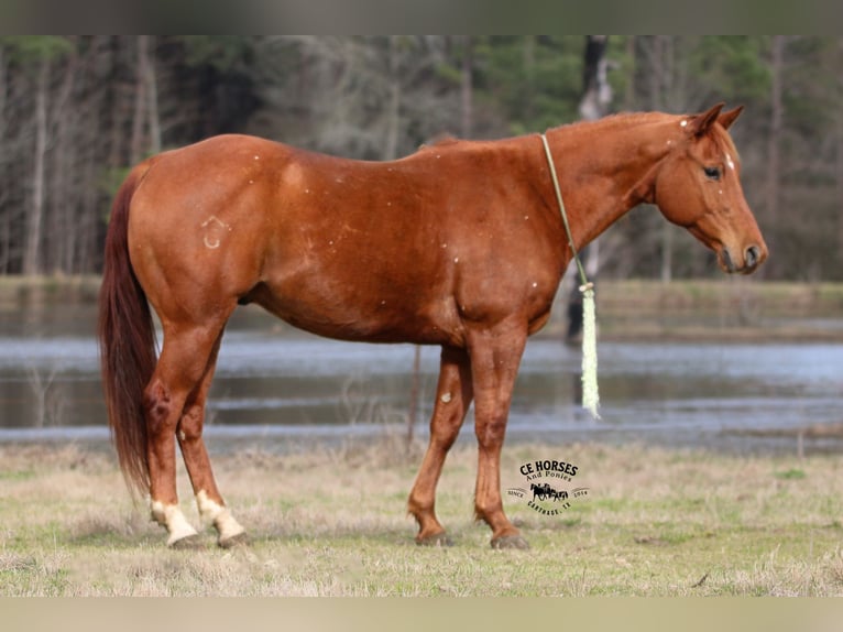 American Quarter Horse Gelding 9 years 15 hh Sorrel in Carthage