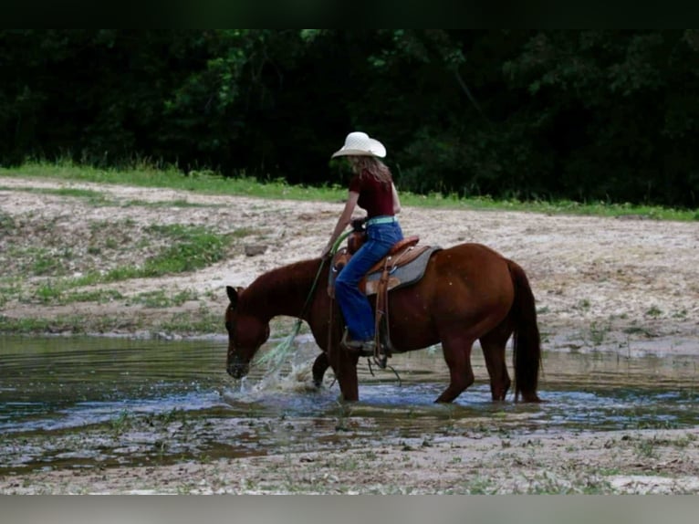 American Quarter Horse Gelding 9 years 15 hh Sorrel in Carthage
