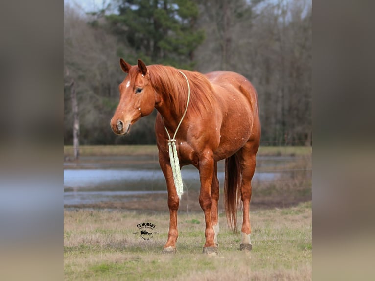 American Quarter Horse Gelding 9 years 15 hh Sorrel in Carthage
