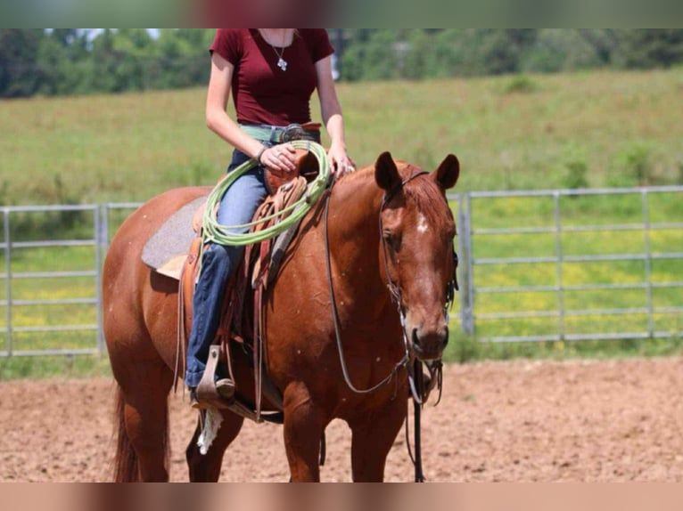 American Quarter Horse Gelding 9 years 15 hh Sorrel in Carthage