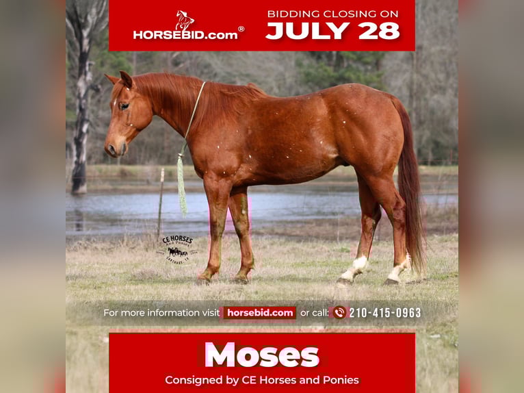 American Quarter Horse Gelding 9 years 15 hh Sorrel in Carthage