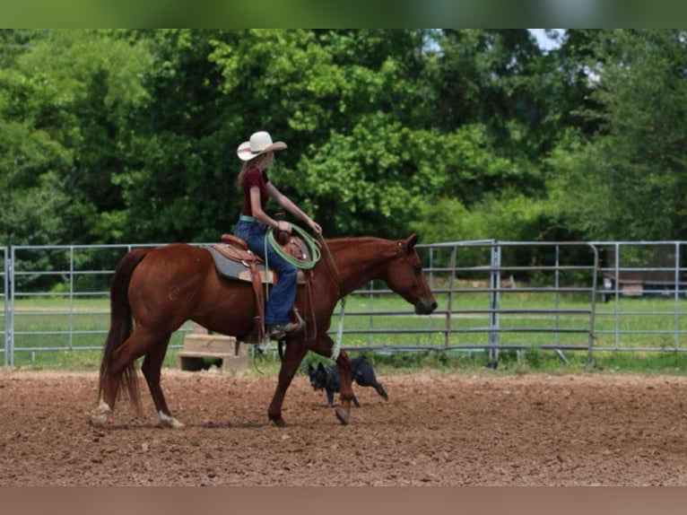 American Quarter Horse Gelding 9 years 15 hh Sorrel in Carthage