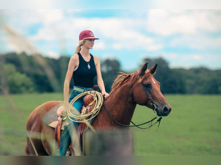 American Quarter Horse Gelding 9 years 15 hh Sorrel in Carthage