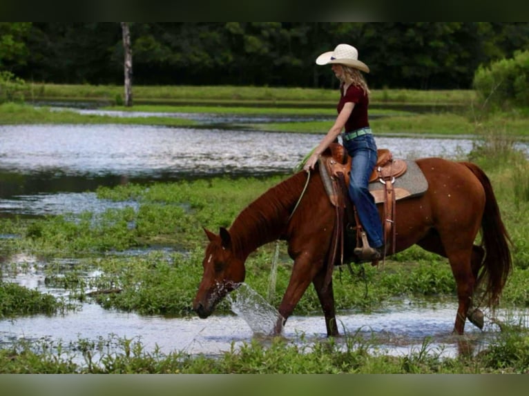 American Quarter Horse Gelding 9 years 15 hh Sorrel in Carthage