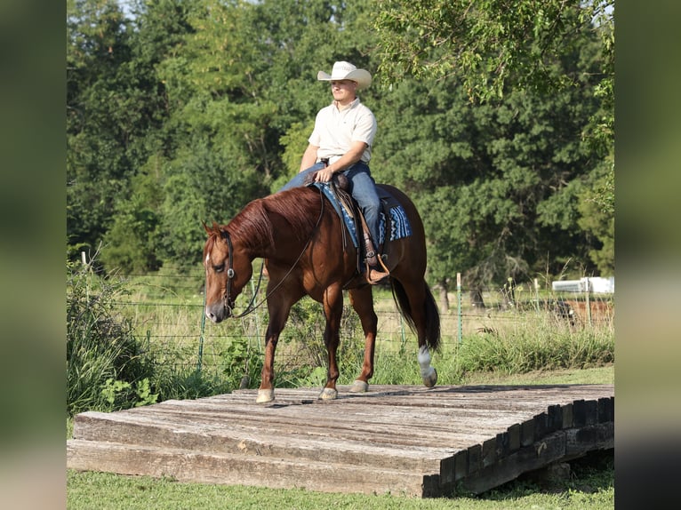 American Quarter Horse Gelding 9 years 15 hh Sorrel in Buffalo