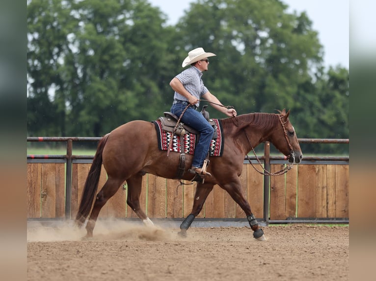 American Quarter Horse Gelding 9 years 15 hh Sorrel in Buffalo
