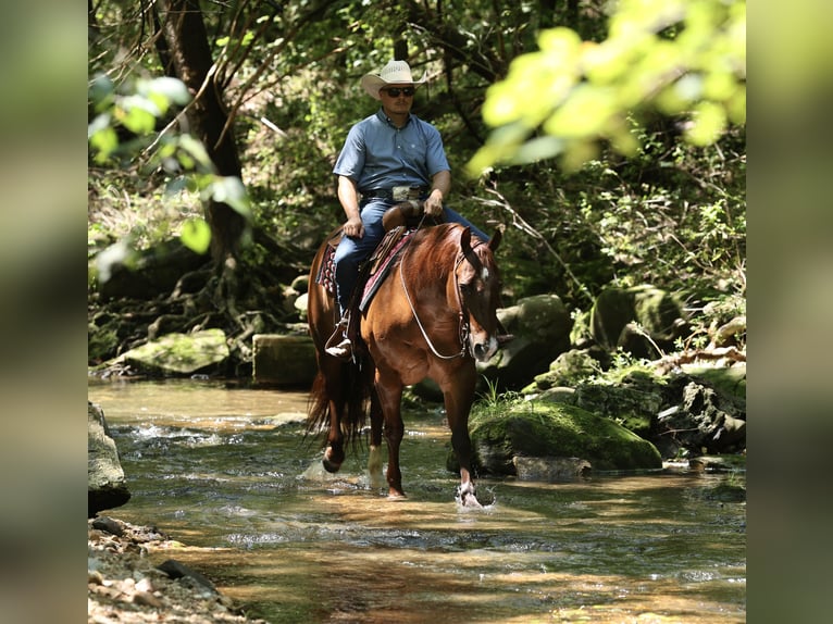 American Quarter Horse Gelding 9 years 15 hh Sorrel in Buffalo