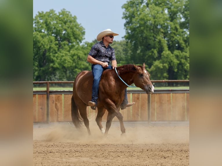 American Quarter Horse Gelding 9 years 15 hh Sorrel in Buffalo