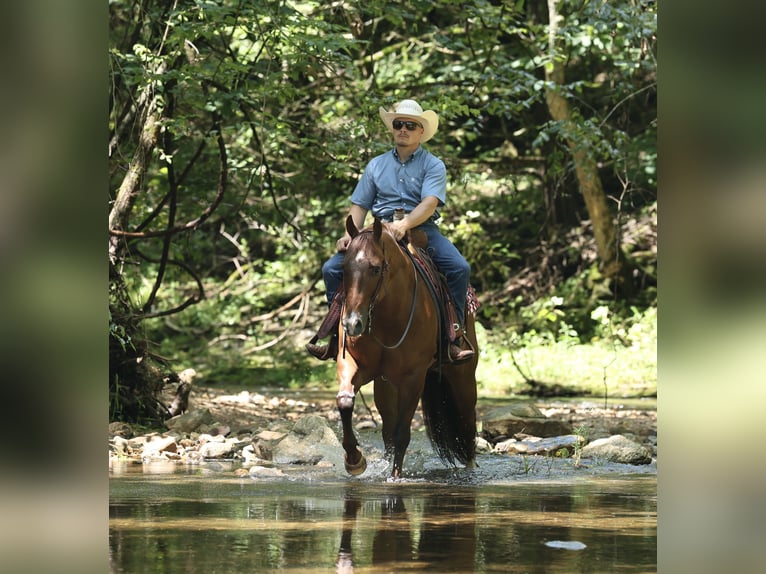 American Quarter Horse Gelding 9 years 15 hh Sorrel in Buffalo