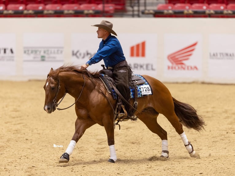American Quarter Horse Gelding 9 years 15 hh Sorrel in Buffalo