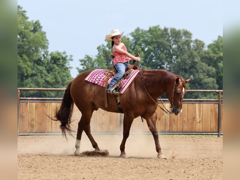 American Quarter Horse Gelding 9 years 15 hh Sorrel in Buffalo