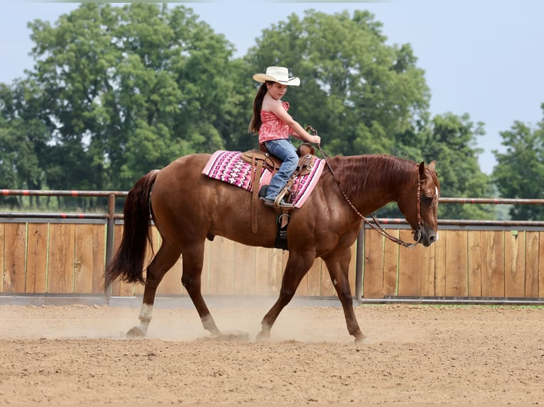American Quarter Horse Gelding 9 years 15 hh Sorrel in Buffalo