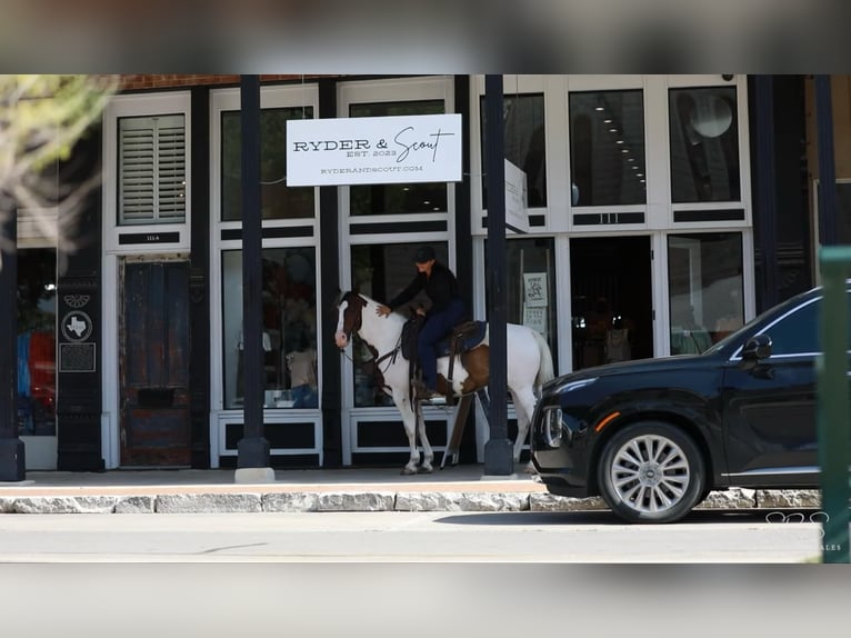 American Quarter Horse Gelding 9 years 15 hh Tobiano-all-colors in Granbury TX