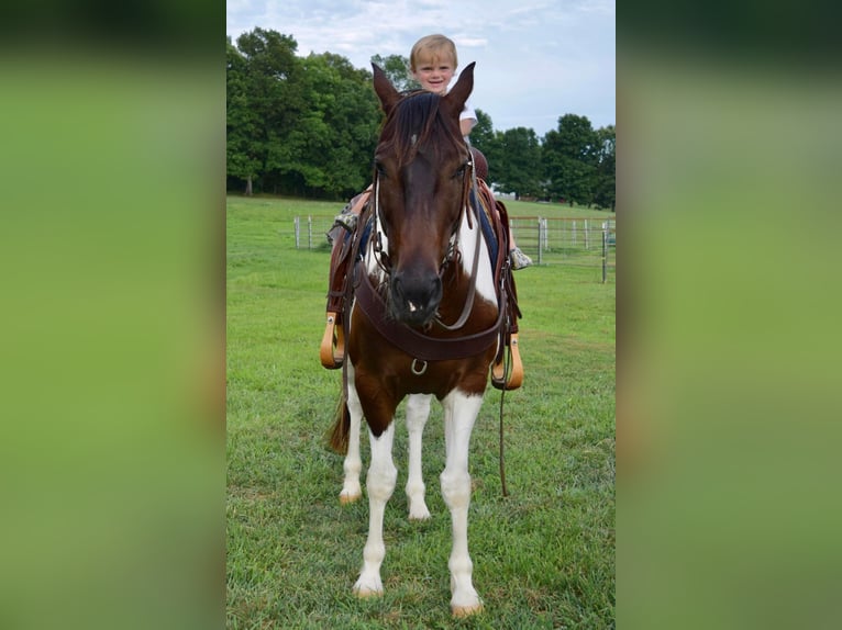 American Quarter Horse Gelding 9 years 15 hh Tobiano-all-colors in Greenville Ky