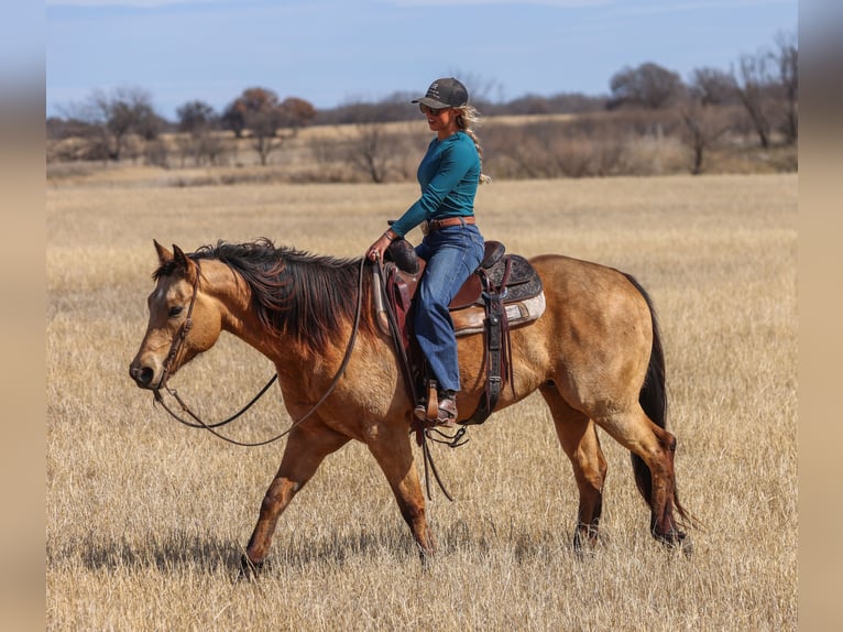 American Quarter Horse Gelding 9 years 15,1 hh Buckskin in Ranger