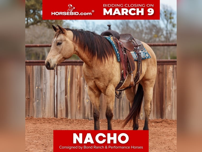 American Quarter Horse Gelding 9 years 15,1 hh Buckskin in Ranger