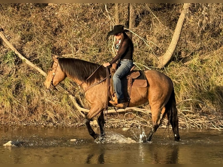 American Quarter Horse Gelding 9 years 15,1 hh Buckskin in Weatherford