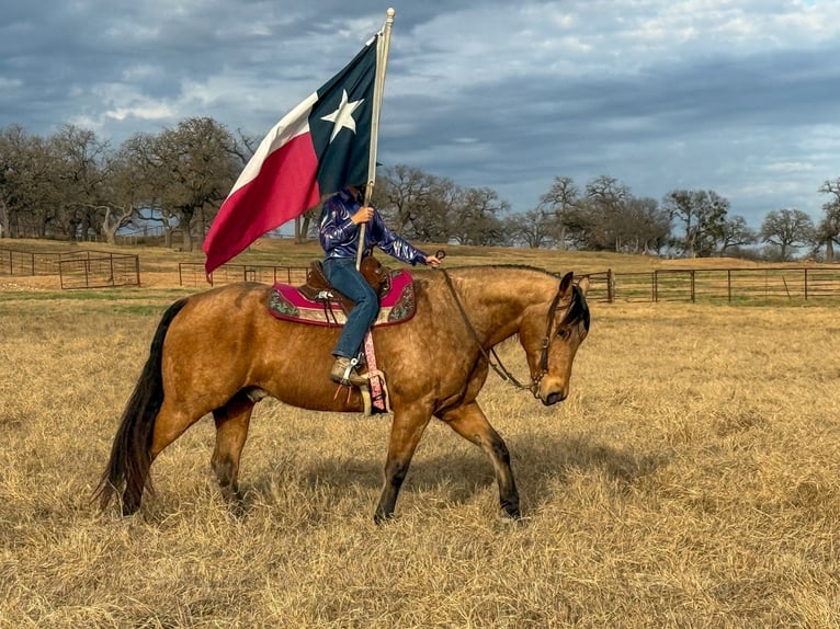 American Quarter Horse Gelding 9 years 15,1 hh Buckskin in Weatherford