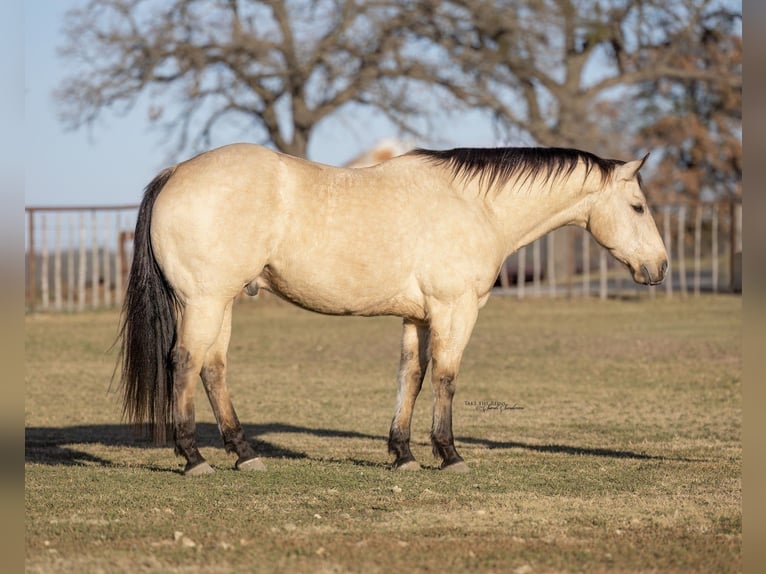 American Quarter Horse Gelding 9 years 15,1 hh Buckskin in Madill