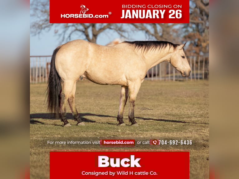 American Quarter Horse Gelding 9 years 15,1 hh Buckskin in Madill