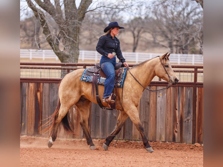 American Quarter Horse Gelding 9 years 15,1 hh Buckskin in Ranger