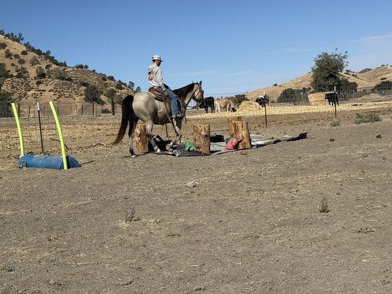 American Quarter Horse Gelding 9 years 15,1 hh Buckskin in Paicines CA