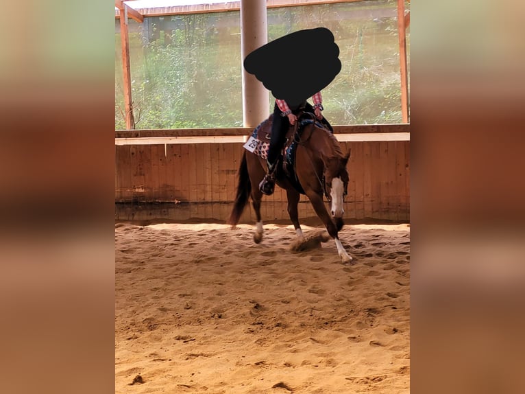 American Quarter Horse Gelding 9 years 15,1 hh Chestnut-Red in Kemnath