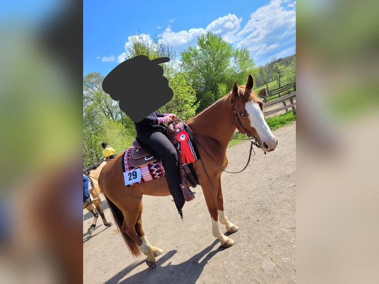 American Quarter Horse Gelding 9 years 15,1 hh Chestnut-Red in Kemnath