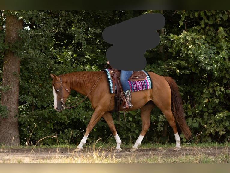 American Quarter Horse Gelding 9 years 15,1 hh Chestnut-Red in Kemnath