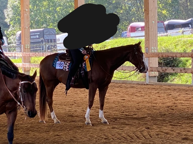 American Quarter Horse Gelding 9 years 15,1 hh Chestnut-Red in Kemnath