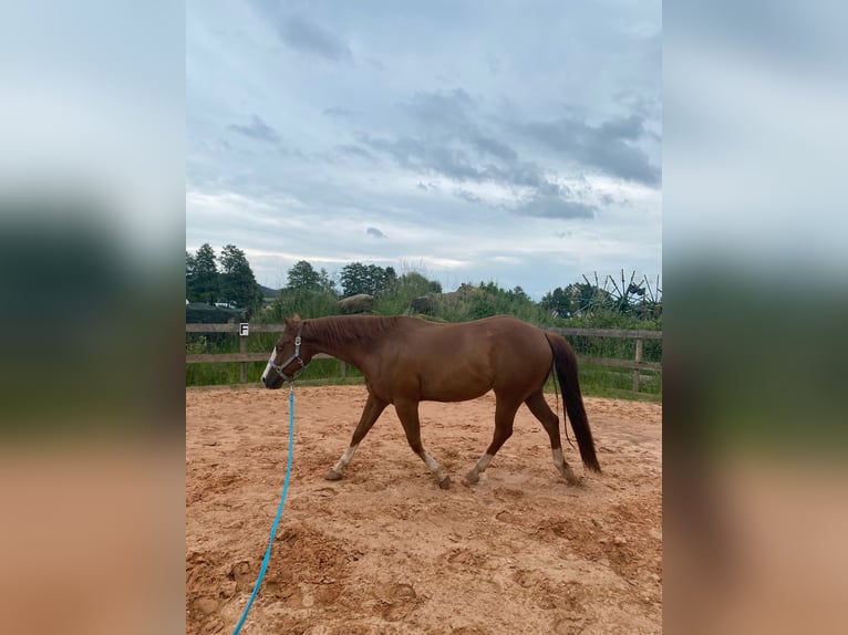 American Quarter Horse Gelding 9 years 15,1 hh Chestnut-Red in Kemnath